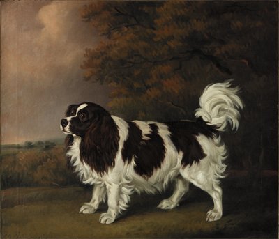 Study of a King Charles Spaniel by Henry Bernard Chalon